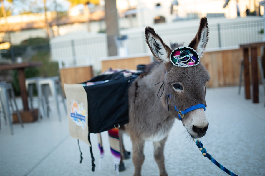 Image of burro or donkey festively dressed with a tiny colorful hat, in front of cart
